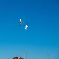 twee zeemeeuwen vliegen tegen de blauwe lucht boven een kerk in aegina, griekenland foto
