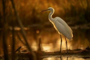 reiger meer zonsondergang vogel. genereren ai foto