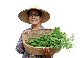 gelukkig Aziatisch senior vrouw tuinman houdt mand van groenten, geïsoleerd Aan wit achtergrond. concept, gezond levensstijl, Thais boer toenemen biologisch groente voor Koken. foto