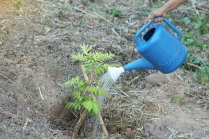 dichtbij omhoog hand- houdt blauw gieter kan naar water jong boom in tuin. concept, tuinieren, nemen zorg planten na groeien. herbebossing voor omgeving. hou op globaal opwarming. foto