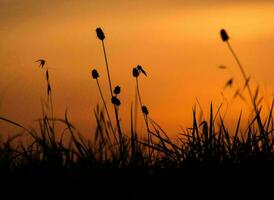 natuur groen landschap lucht achtergrond foto