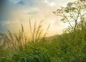 natuur groen landschap lucht achtergrond foto