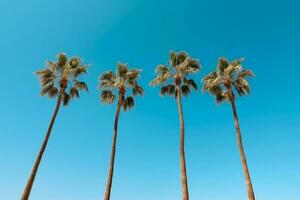 mooi rij van palm bomen staand hoog tegen een Doorzichtig blauw lucht foto