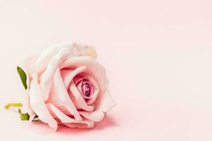 kunstmatig zoet roze roos Aan roze achtergrond foto