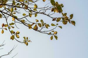 de tops van de teak bomen schuur hun bladeren in de droog seizoen foto