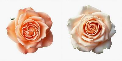 een top visie van een bloeiend roos. geïsoleerd wit achtergrond. ai gegenereerd. foto