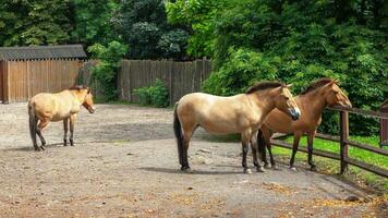 gekleurde przewalski's paard van klein Aan boerderij tegen backdrop van agrarisch gebouwen. foto