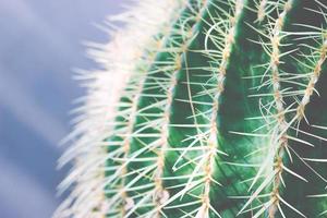 cactus textuur close-up foto