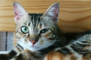 katje met oog infectie op zoek Bij camera. voorkant visie van kat met een oog glazig, tranen en verkleurd. kat oog voor de helft Gesloten van pijn. conjunctivitis, katachtig herpes virus of allergie. foto