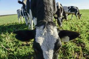 zuivel koe in pampa platteland, patagonië, argentinië foto