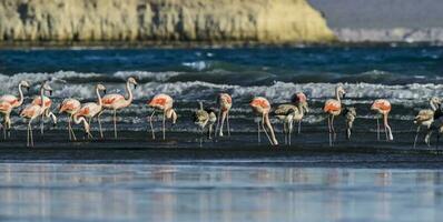 flamingo's voeden Bij laag getij, schiereiland valdes,patagonië, Argentinië foto