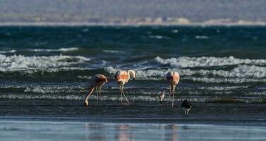 flamingo's voeden Bij laag getij, schiereiland valdes,patagonië, Argentinië foto