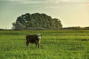 ossen gevoed Aan natuurlijk gras, buenos aires provincie, Argentinië foto