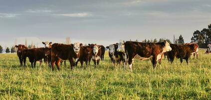 vee, Argentijns vlees productie , in buenos aires platteland, Argentinië foto