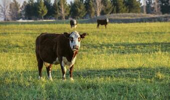 vee, Argentijns vlees productie , in buenos aires platteland, Argentinië foto