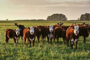 vee, Argentijns vlees productie , in buenos aires platteland, Argentinië foto