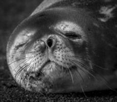 weddell zegel resting Aan een antartica strand, antartica schiereiland foto