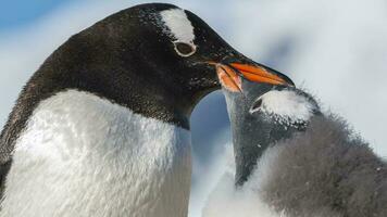 gentoo pinguïn, pygoscelis papoea, neko haven, antarctica schiereiland. foto