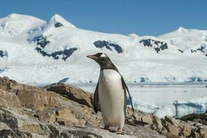 gentoo pinguïn, pygoscelis papoea, neko haven, antarctica schiereiland. foto