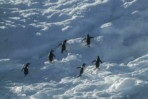 gentoo pinguïn, pygoscelis Papoea, Aan ijsberg, antartica foto