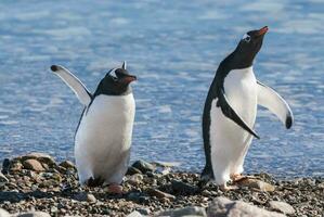 gentoo pinguïn, pygoscelis papoea, neko haven, antarctica schiereiland. foto