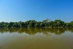 pantanal Woud ecosysteem, mato grof, Brazilië foto