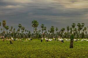 vogelstand kudde landschap in la estrella moeras, Formosa provincie, Argentinië. foto
