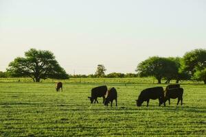 vee in Argentijns platteland, la pampa provincie, Argentinië. foto