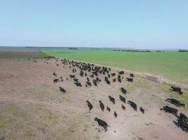 troep van koeien in de pampa veld, argentinië foto