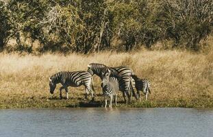 kudde van zebra's in de Afrikaanse savanne foto