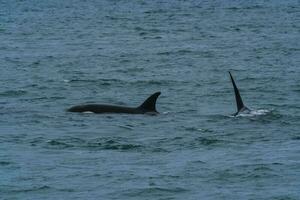 moordenaar walvis, orka, jacht- een zee leeuwen , schiereiland valdes, Patagonië Argentinië foto