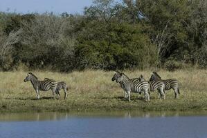 kudde van zebra's in de Afrikaanse savanne foto