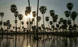palmen landschap in la estrella moeras, Formosa provincie, Argentinië. foto