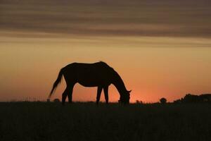 paard silhouet Bij zonsondergang, in de platteland, la pampa, Argentinië. foto
