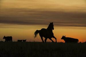 paard silhouet Bij zonsondergang, in de platteland, la pampa, Argentinië. foto