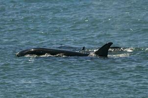 moordenaar walvis familie jacht- zee leeuwen, schiereiland valdes, Patagonië Argentinië foto