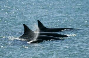 orka familie patrouilleren de kust, schiereiland valdes, Patagonië Argentinië foto