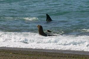 orka aanvallen zee leeuwen, schiereiland valdes, Patagonië Argentinië foto