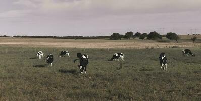 vee in Argentijns platteland, la pampa provincie, Argentinië. foto