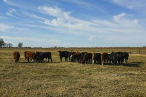 koeien begrazing in de veld, in de pampa vlak, Argentinië foto