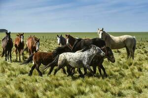 kudde van paarden in de platteland, la pampa provincie, Patagonië, Argentinië. foto