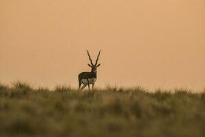 mannetje Blackbuck antilope in pampa duidelijk omgeving, la pampa provincie, Argentinië foto