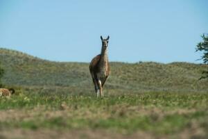 guanaco's in pampa gras omgeving, la pampa, Patagonië, Argentinië. foto