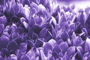 ultraviolet abstracte achtergrond - close-up van sempervivum calcareum-houseleek, geschilderd in ultraviolet kleur foto
