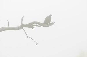 picui grond duif, in mist calden Woud omgeving, la pampa provincie, patagonië, argentinië. foto