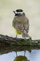 Super goed Kiskadee, pitangus sulphuratus, calden Woud, la pampa, Argentinië foto