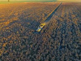 sorghum oogst, in la pampa, Argentinië foto