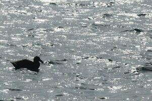 reusachtig stormvogel , schiereiland valdes, UNESCO wereld erfgoed plaats, chubut provincie, Patagonië, Argentinië. foto