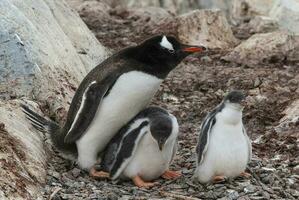 gentoo pinguïn Aan de strand, eten zijn kuiken, haven lockroy , goudier eiland, antartica foto