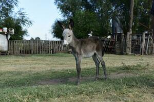 ezel pasgeboren baby in boerderij, Argentijns platteland foto